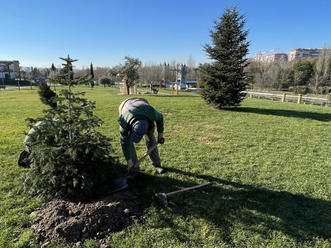 Los árboles recogidos que están en buen estado son plantados en el Parque Europa