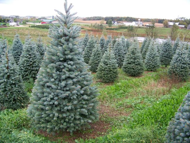 Hasta el próximo 18 de enero, el Ayuntamiento de Torrejón de Ardoz recoge los árboles navideños de los vecinos para replantarlos en las zonas verdes de la ciudad